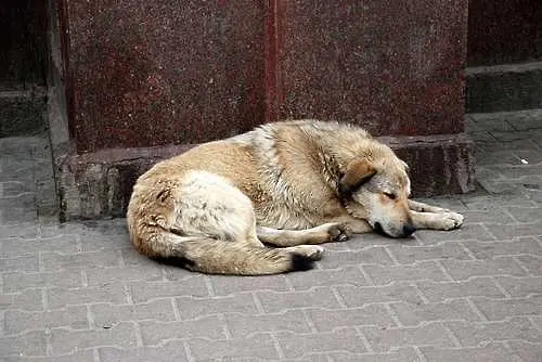 Кучета нахапаха жестоко възрастен мъж в столичния кв. Редута