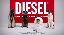 Кучета надянаха слънчеви очила Diesel