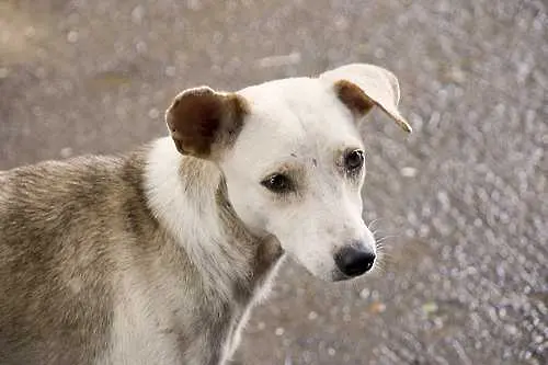 Чужденци предлагат да строят приюти за кучета в София