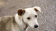 Чужденци предлагат да строят приюти за кучета в София