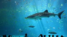 Надникнете в най-големия аквариум в света