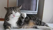 Японска компания пусна рекламна игра с най-известната котка в YouTube   