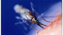 Комари разнасят треска по морето