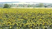 Слаба слънчогледова реколта отчетоха от земеделското министерство