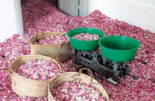 Рекордни цени на българското розово масло  