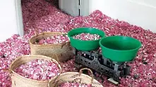 Рекордни цени на българското розово масло  