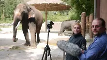 Слон проговори корейски (видео)