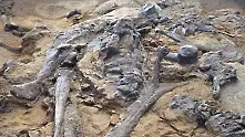 Забравени фосили преобръщат досегашните теории за динозаврите   
