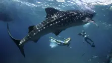 Една от най-невероятните фотосесии, заснети под вода (видео)