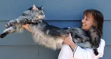 Светът се раздели с най-дългата котка