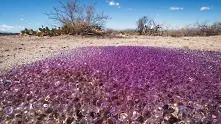Мистериозни виолетови сфери се появиха в пустинята на Аризона