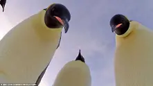Скрити камери надникнаха в интимния живот на пингвините (фоторазходка)