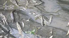 Тонове мъртва риба открити на брега на язовир „Студен кладенец