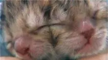 Роди се котка с две лица (видео)   
