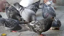 Градските гълъби разнасят смъртоносна пневмония