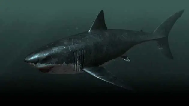 Мегалодон - възможно ли е тази гигантска акула все още да съществува?