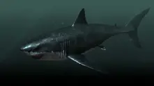 Мегалодон - възможно ли е тази гигантска акула все още да съществува?