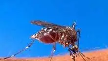 5 причини да ни хапят комари