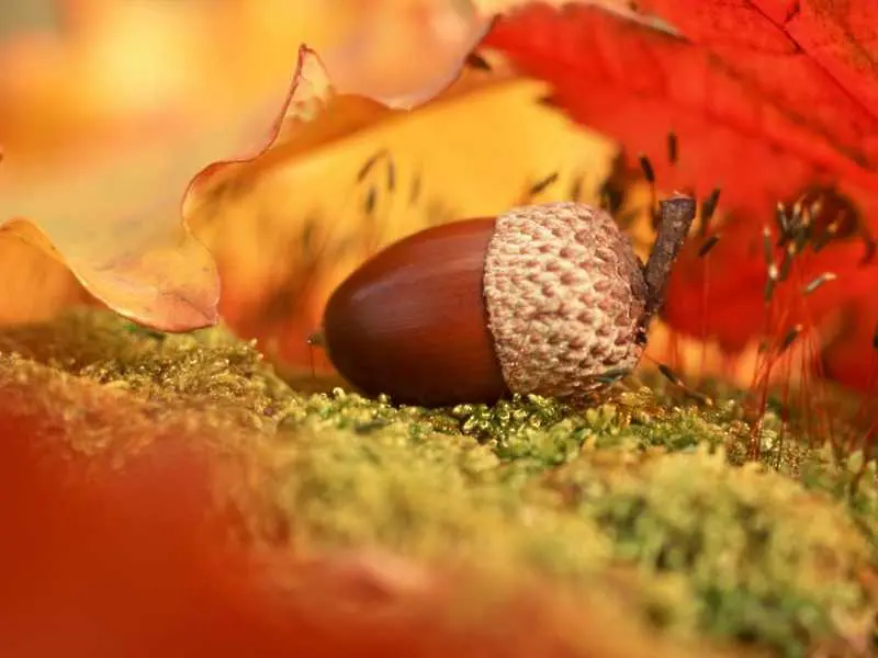 Учени установиха защо есента влошава настроението   