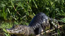 Гърбав алигатор броди из блатата на Бразилия