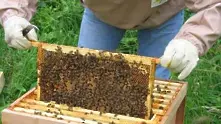 Пчеларите получиха 5,865 млн. лв.