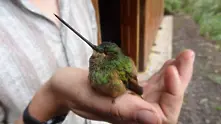 Това видео на спящо колибри ще разтопи коравото ви сърце