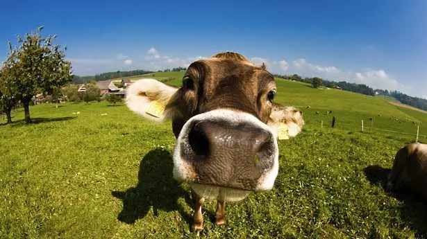 Маркетинг уроци от куп щастливи крави