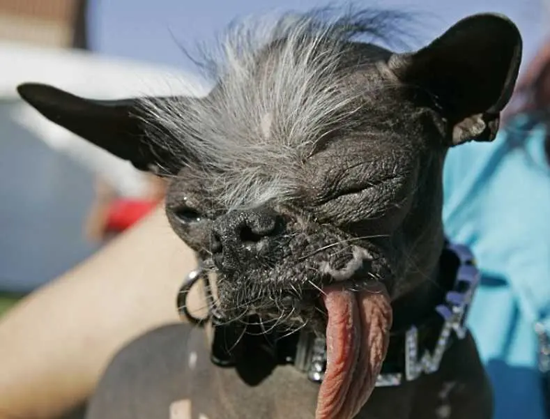 Почина най-грозното куче на света