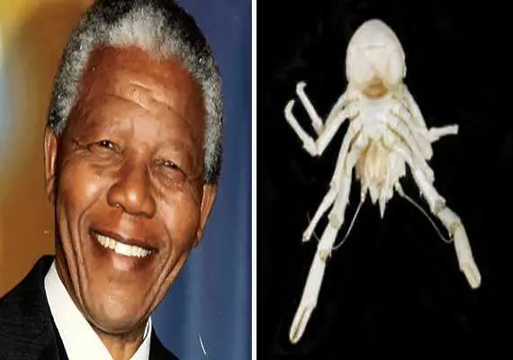 Кръстиха нов вид омар на Нелсън Мандела