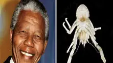 Кръстиха нов вид омар на Нелсън Мандела
