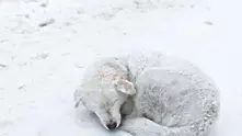 Вярно куче загина край замръзналия си стопанин