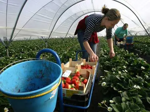 150 свободни места за берачки на ягоди в Испания обяви Агенцията по заетостта