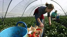 150 свободни места за берачки на ягоди в Испания обяви Агенцията по заетостта