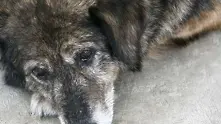 Двойно по-голям приют за кучета край София