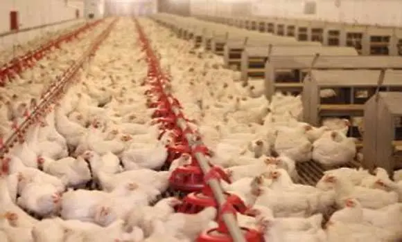 Тръгват масови проверки за хормони в пилешкото месо
