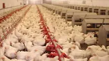 Тръгват масови проверки за хормони в пилешкото месо