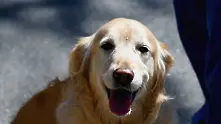 Трогателна реклама на „Шевролет” припомня любовта към кучето