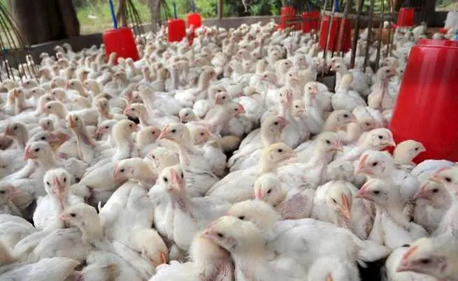 Агенцията по безопасност на храните: Няма растежни хормони в пилешкото месо
