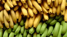 Създават най-голямата фирма за банани 