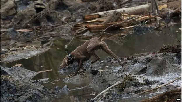 Кучета участват в издирването на оцелели в Осо. Снимка: АП.&nbsp;

