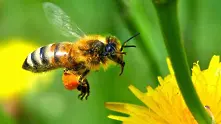 Изчезват пчелите в Северна Европа