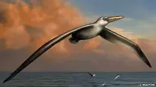 Най-голямата птица на света