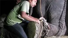 Слон се разплака след освобождаване от 50-годишно робство (видео)