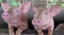 Швейцария забрани вноса на свинско месо от България