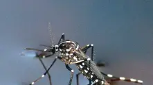 Популацията на тигровия комар у нас ще расте заради променящия се климат