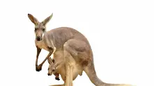 Отровиха семейство кенгуру в хасковския зоопарк