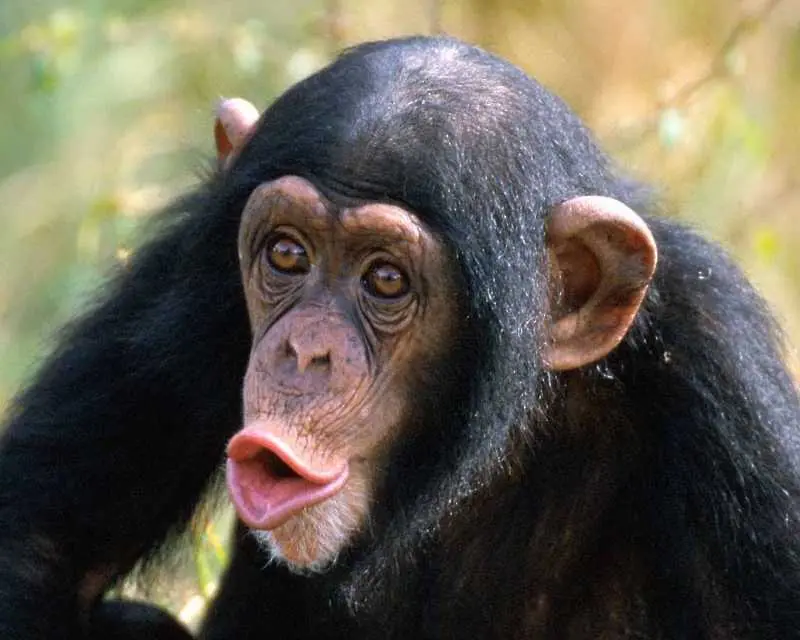 Адвокат поиска човешки права за шимпанзе