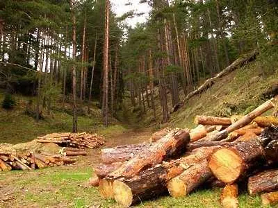 1 милион куб. метра дървесина се изсича незаконно всяка година