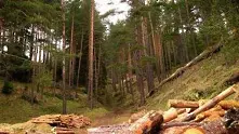 1 милион куб. метра дървесина се изсича незаконно всяка година