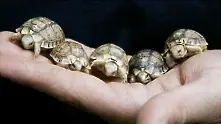 599 контрабандни костенурки задържаха на летище София